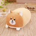 shiba