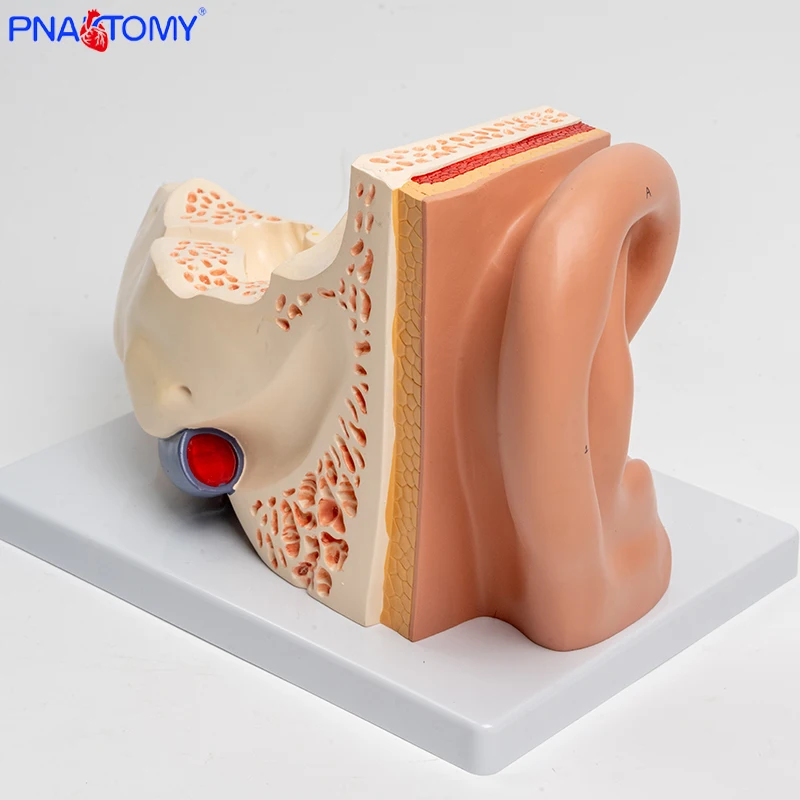 Enlarge Ear Model Inner Ear Labyrinth Tympanic Membrane Auditory Ossicles Teaching Aids Otology Display Model Ear Anatomy