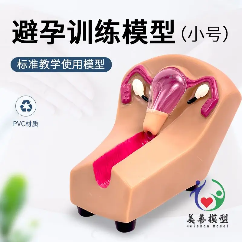Female Intrauterine Device And Training Model, Female Contraceptive Guidance Teaching Model, Family Planning Education Model