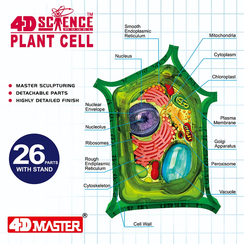 

Plant Cell 4d Master Puzzle Assembly Toy Organ Anatomical Model Medical Teaching DIY Popular Science Appliances