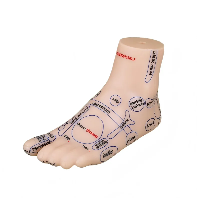 21cm-soft-pvc-material-foot-reflexology-model-high-resolution-english-words-feet-massage-acupuncture-pointer-model