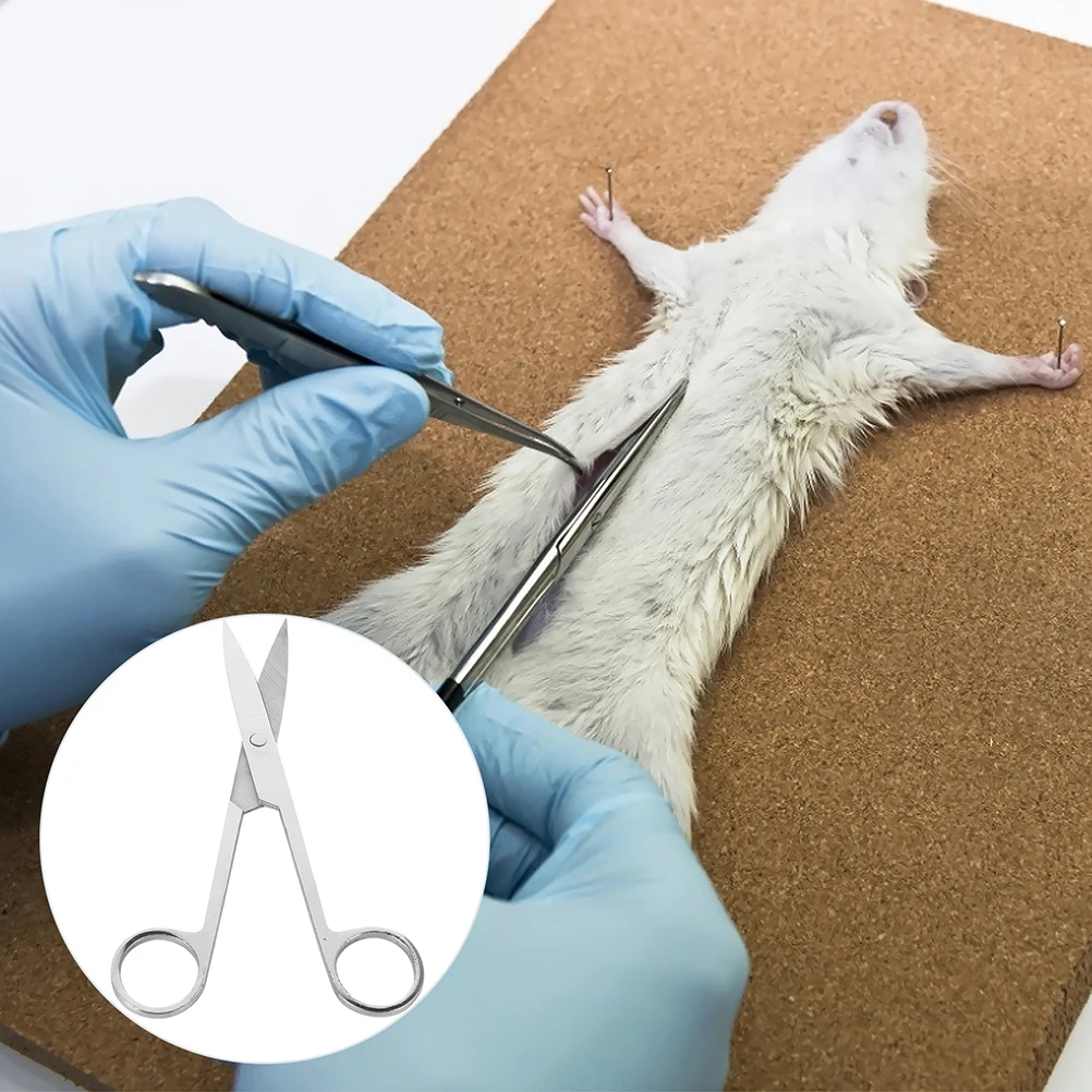 

2 Pcs Dissecting Scissors Surgery Anatomy Experiment Nickel Plating Animal Laboratory