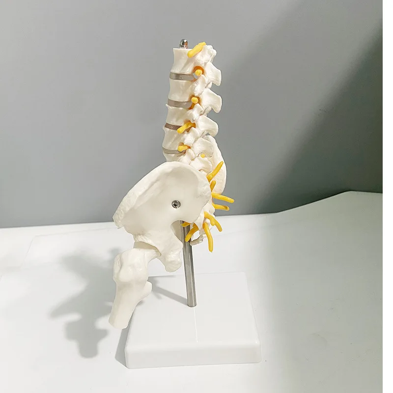 1 個 PVC 人間の骨盤 5 つの腰椎と大腿骨モデル整形外科脊柱脊椎モデル骨格解剖学