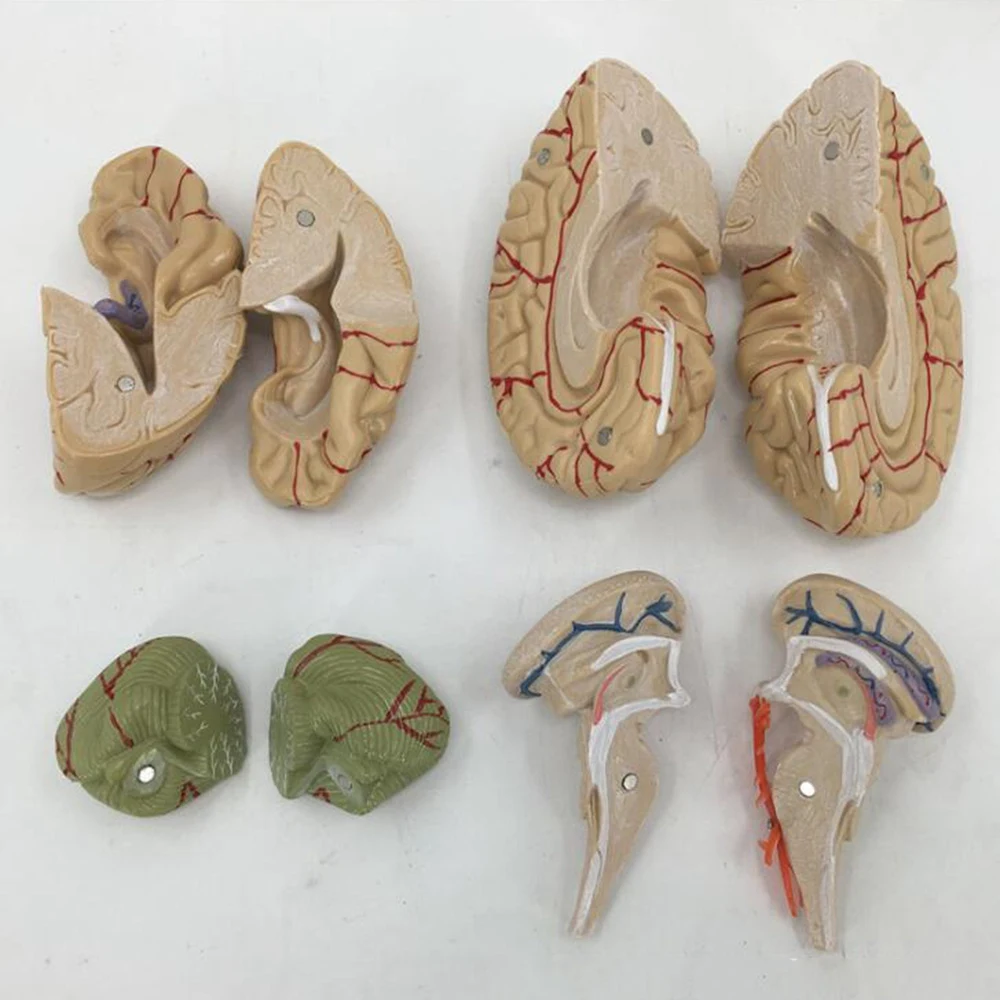 the Human Body Brain Model Disassembled Anatomical Human Brain Model Anatomy Teaching Tool