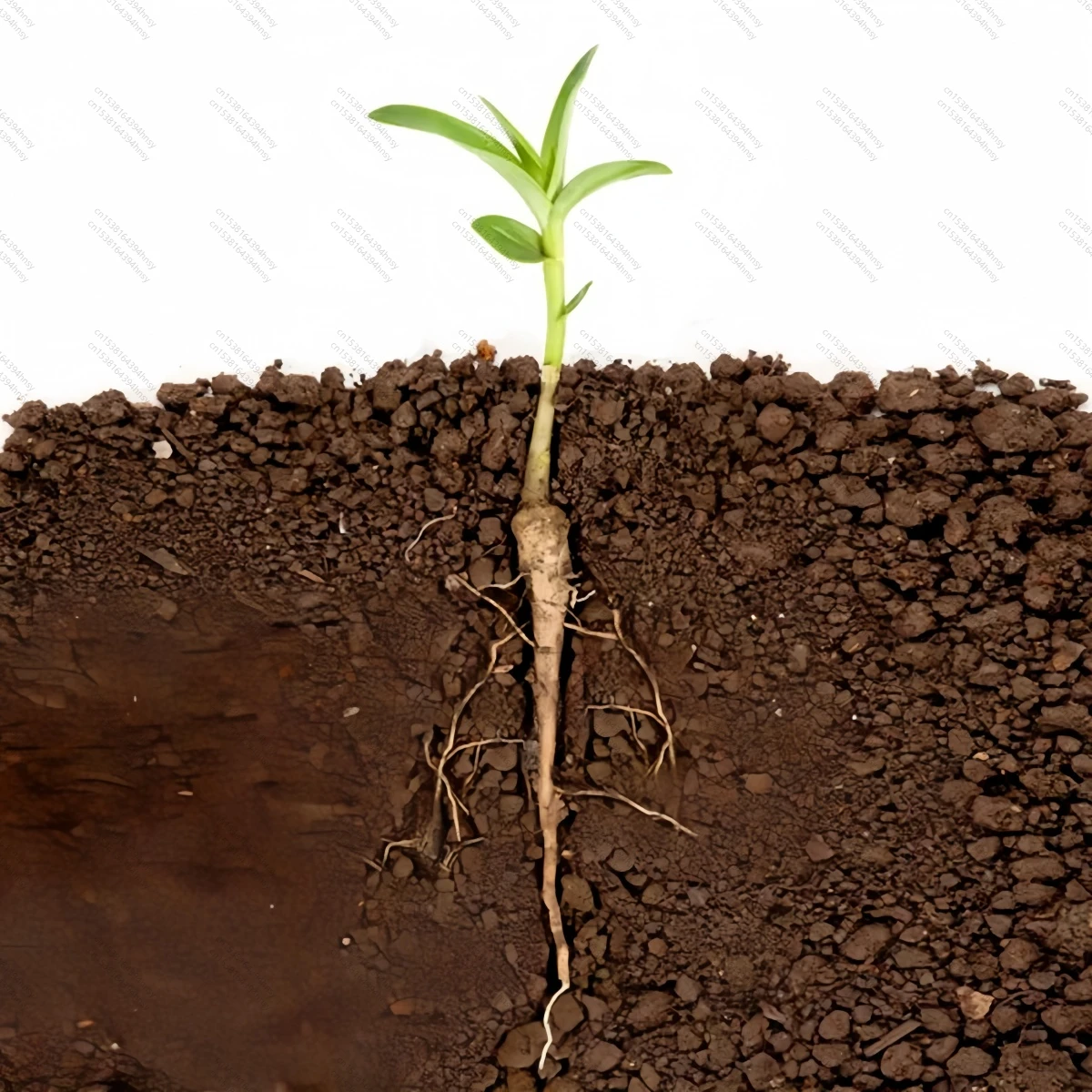 LOLO 10Gram-1KG 98% IBA-K قابل للذوبان في الماء IBA C12H12KNO2 جودة عالية شحن مجاني بسعر منخفض #2