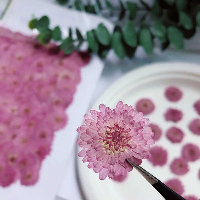 24PCS/2~3CM Real Natural Small Pressed Dried Purple Chrysanthemum Flowers Heads,Dry Flowers Decoration For Epoxy Resin