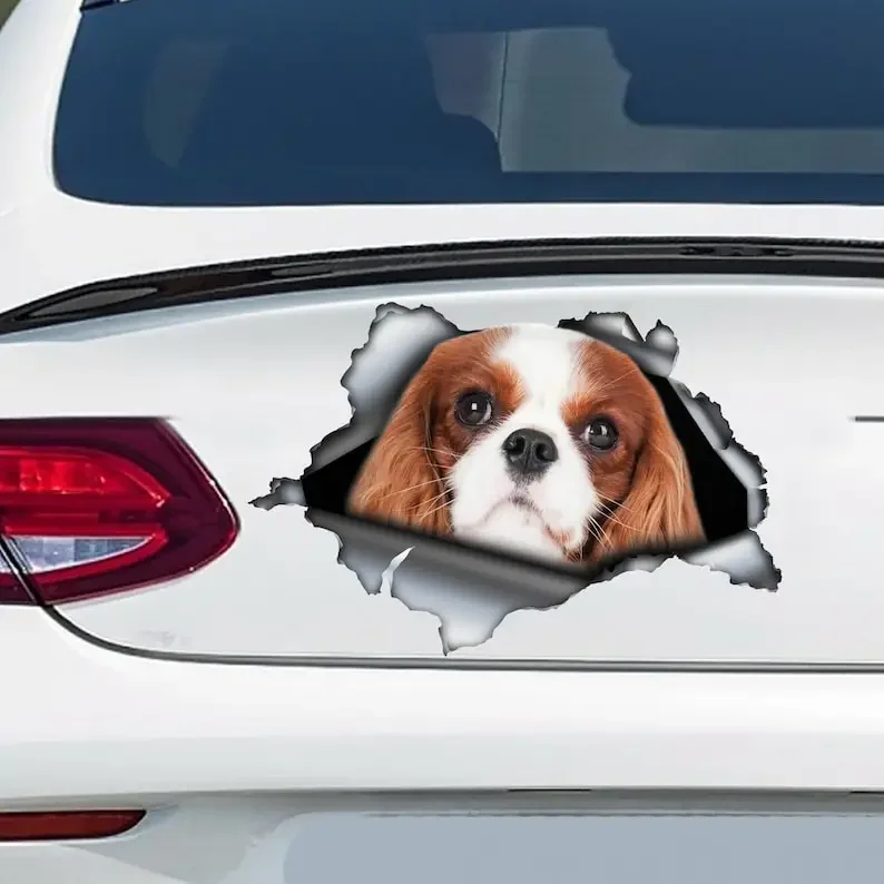 Red Cavalier King car decal, Red Cavalier King magnet, cavalier King Charles car sticker, pet decal