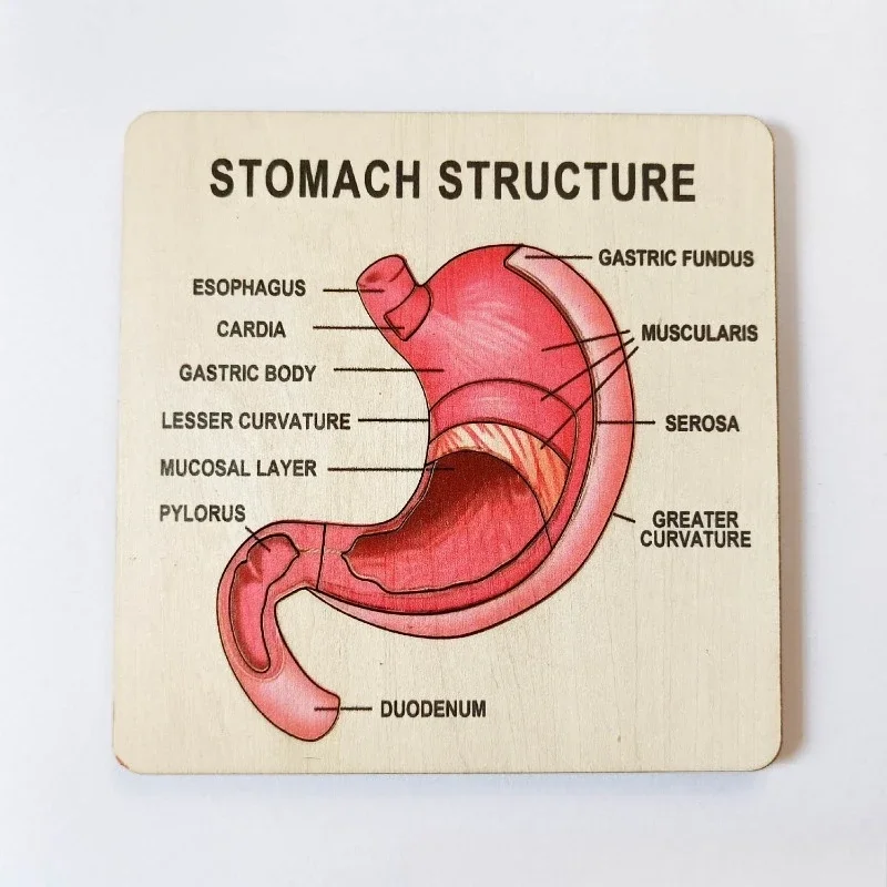 Double Layer Wooden Human Stomach Structure Model Early Education Biology Cognitive Toy for Preschool Teaching Enlightenment
