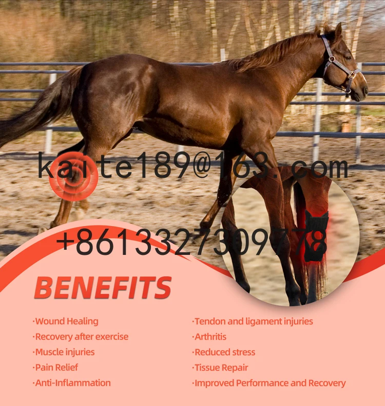 RedThera Equine Hock Knee Wrap Red Light Therapy Horse Knee Therapy Products