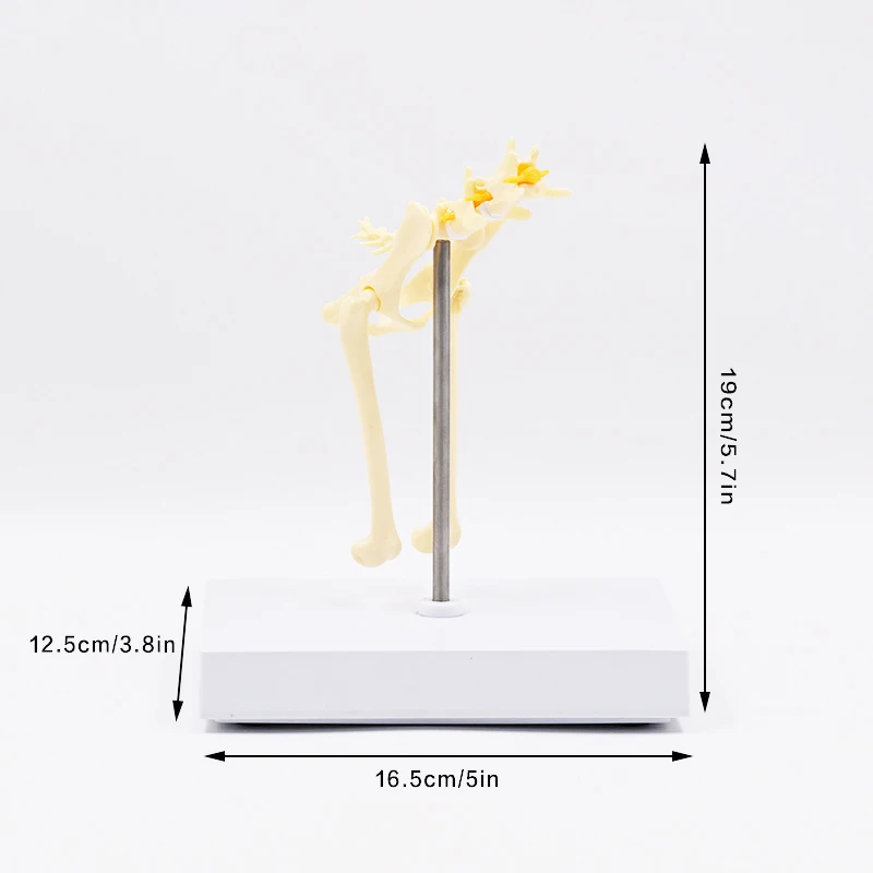Life-Size Cat Pelvis Bone Model Feline Skeleton with Lumbar Vertebra And Spinal Cord Anatomical Medical Educational Gift