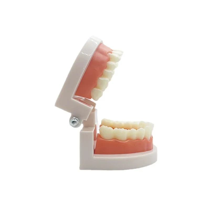 1:1 Dental Model False Teeth Teaching Model Dentistry Dentures Gifts Supplies Tool for Practice Demonstration Good Quality