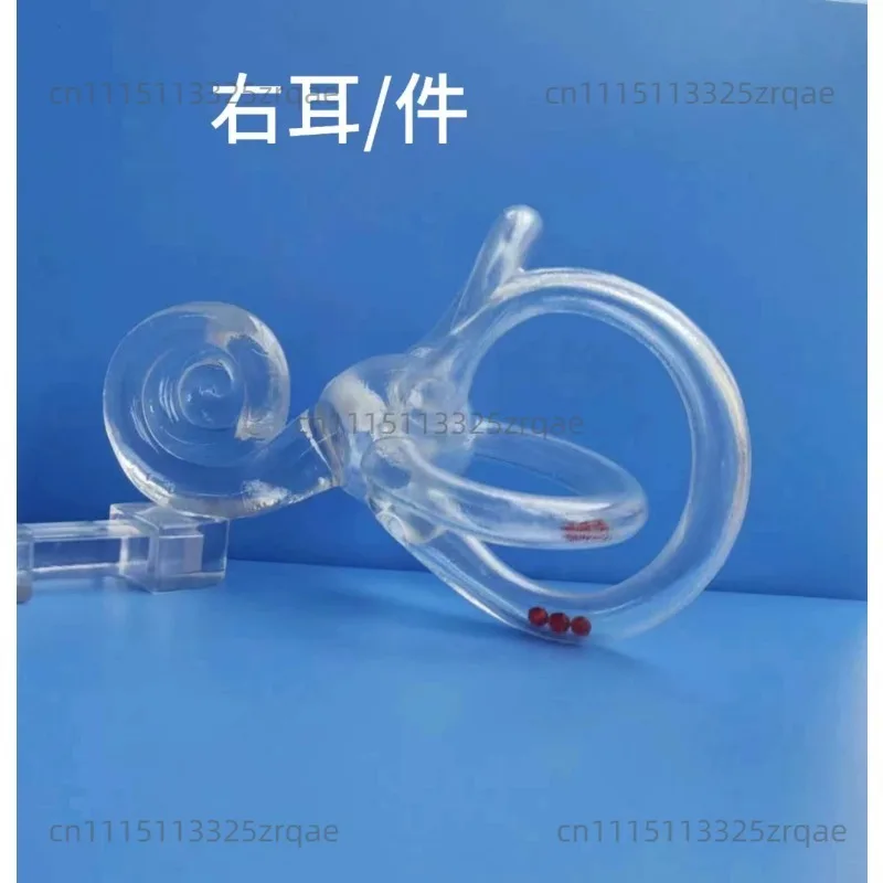Semicircular canal model otolithiasis Teaching model Inner ear Otolith particle dynamic model Teaching aid