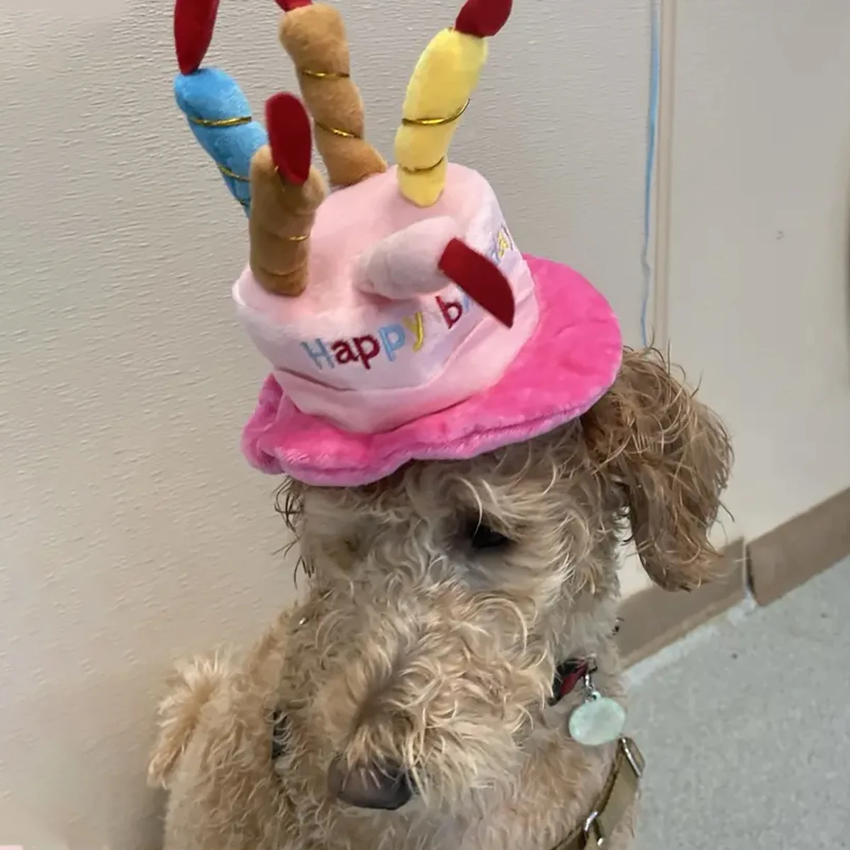 Pet Birthday Hat Adjustable Dog Hat With Colorful Candles, Dog Birthday Party Costume