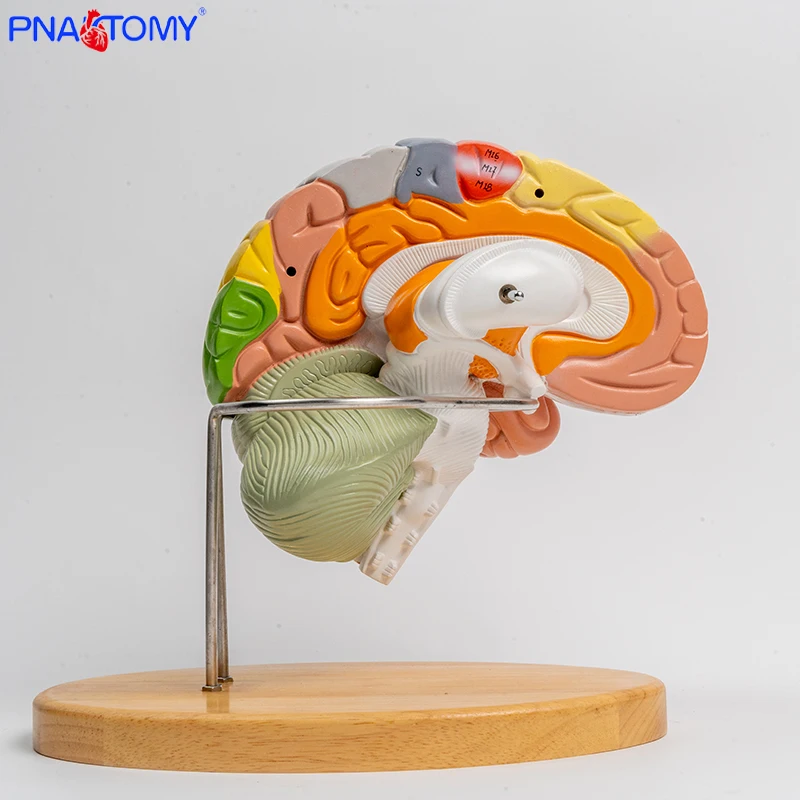 2 Times Enlarged Human Brain Anatomical Model 4 Parts Detachable Brain Anatomy Cerebellum Brainstem Educational Resources