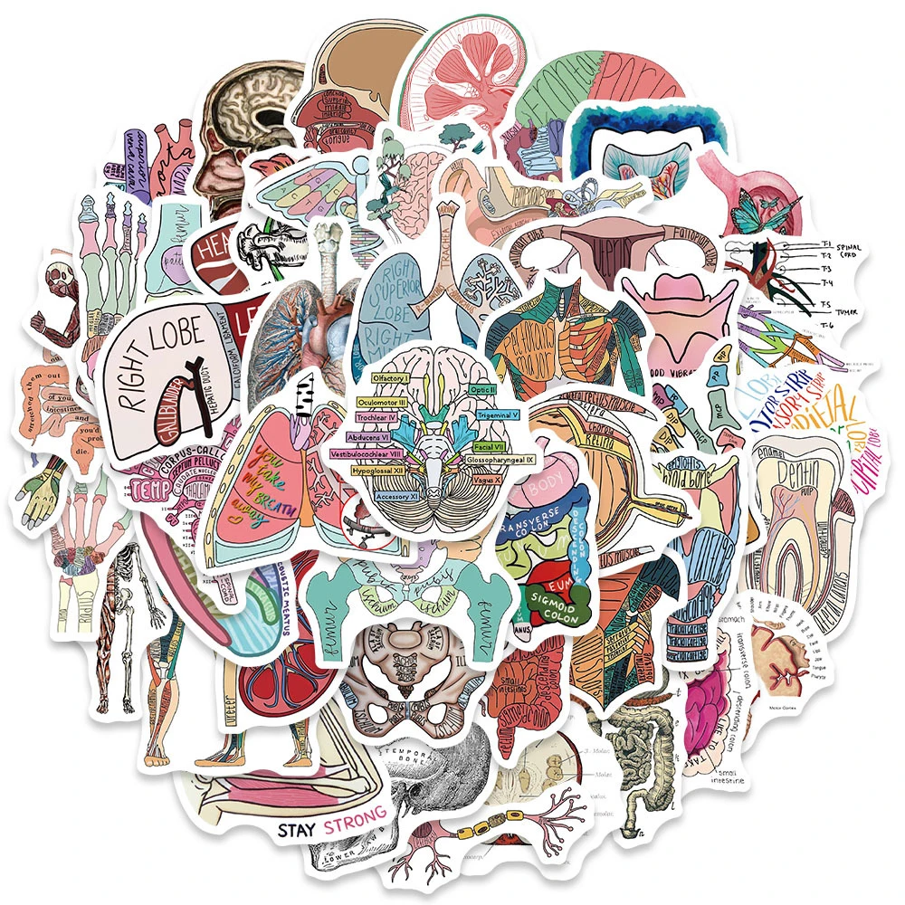 10/30/50pcs Anatomy The Body Structure Graffiti Stickers Physiology Skeleton Decals DIY Scrapbook Phone Notebook Cartoon Sticker