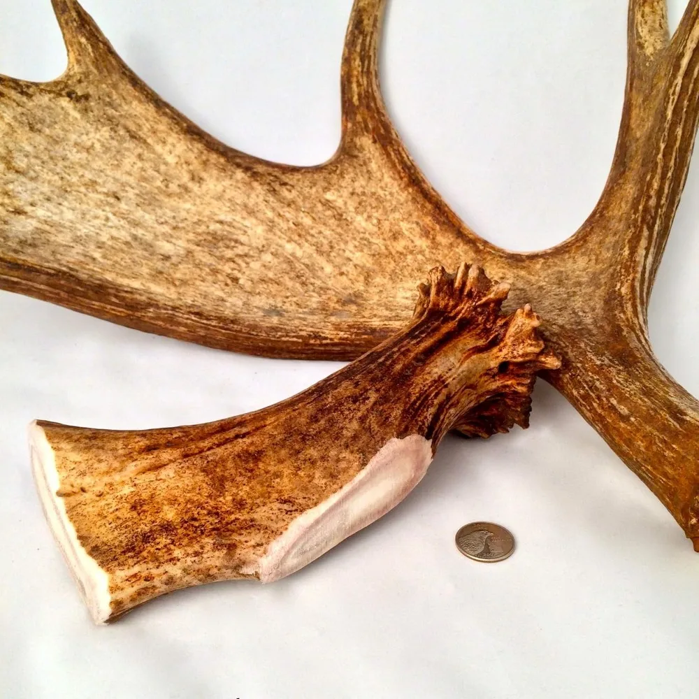 

Monster Moose Antler Dog Chew - Grade A Premium - Organic - Made in USA - No Mess