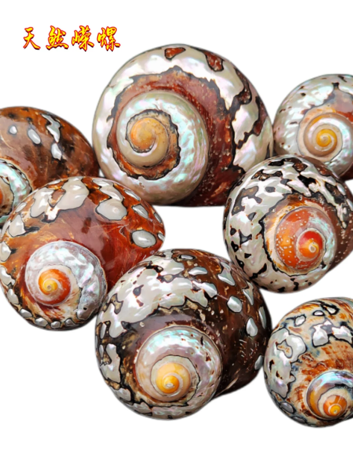 Natural Sea Snails: South African Turbo, Specimen Snail, Hermit Crab Snail, Crab Shell-Changing Snail - Ideal for Aquarium Scene