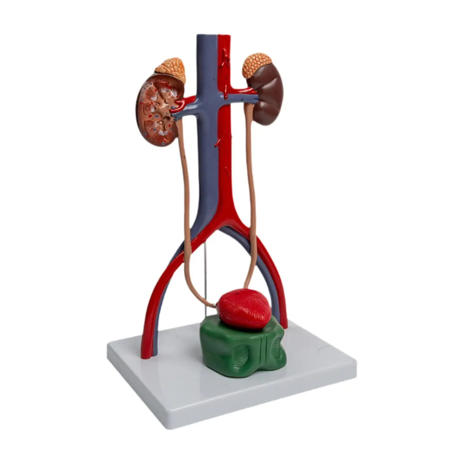 

Urogenital System Model Demonstration Model Educational Tool for Class Teens