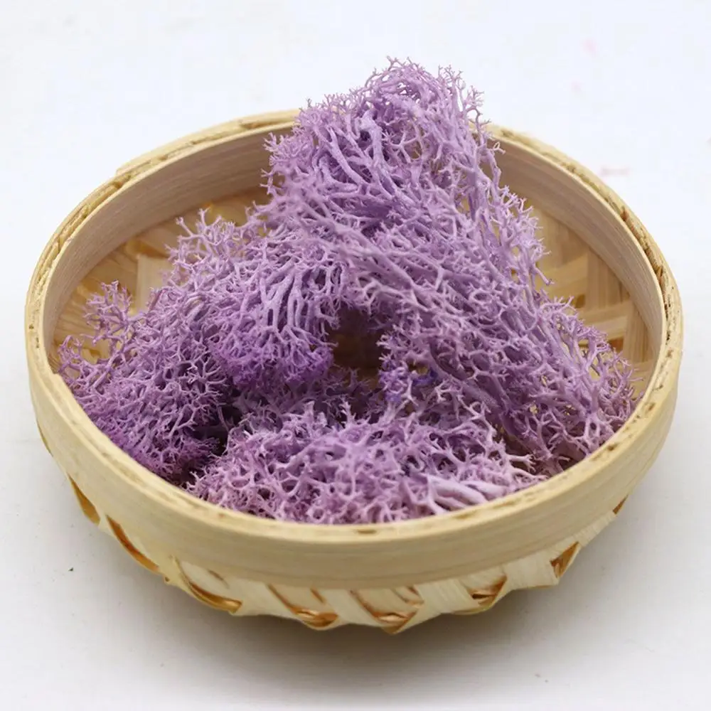 DIY Colorful Flower Home Decor Decoration Christmas Eternal Life Moss Artificial plant Reindeer Moss Micro Landscape