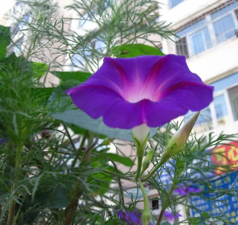 Gloria de la mañana, cometa suave, juguete volador, cerf volant, pipas para adultos para niños, cometa aquilone profesional lenkdrachen volantines inalámbrico