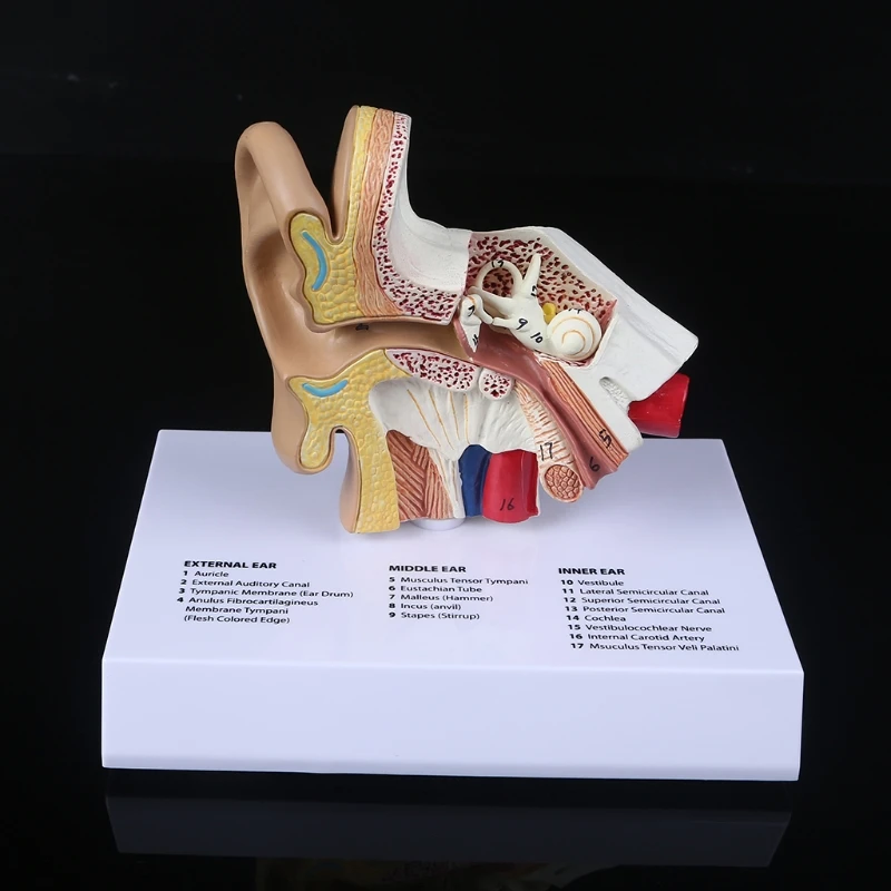 1.5 Times Life Size Human Ear Model Scientific Anatomy Teaching Supplies Anatomical Study Display Professional