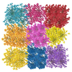 12pcs Natural Dried Flower Specimens Silicone Mold Filling Material for DIY Epoxy Resin Craft Jewelry Pendant Manufacturing