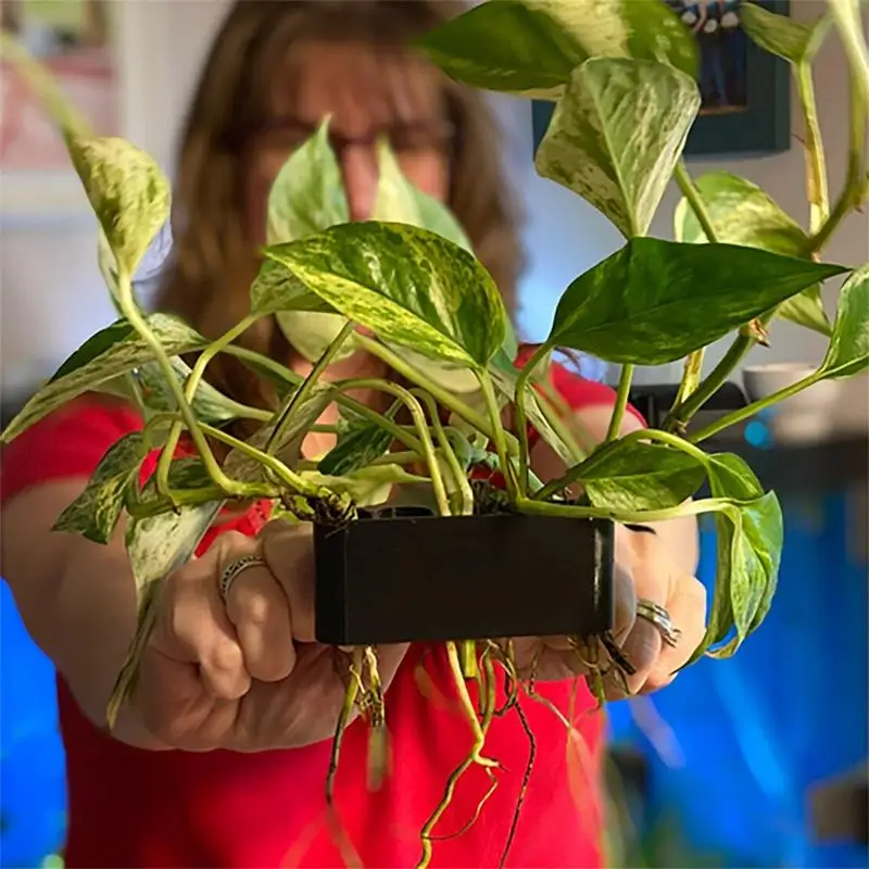 水族館の植物のための穴のある吊り下げ植物サポート,魚のプランターカップ,水産植物,装飾用