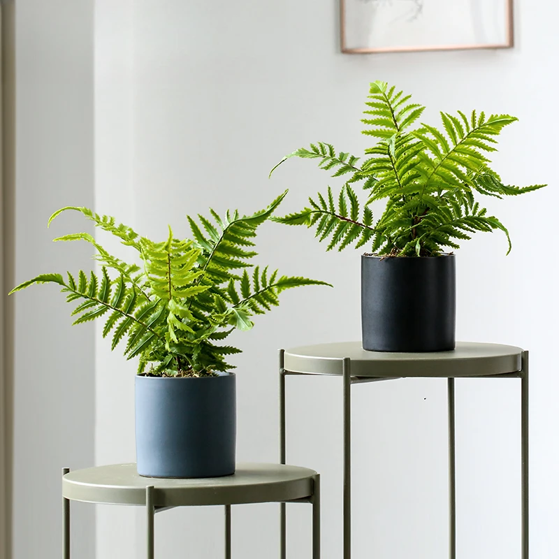 Artificial Fern Bionic Plant Persian Green Tabletop Small Pot for Wedding Decoration Shooting Props