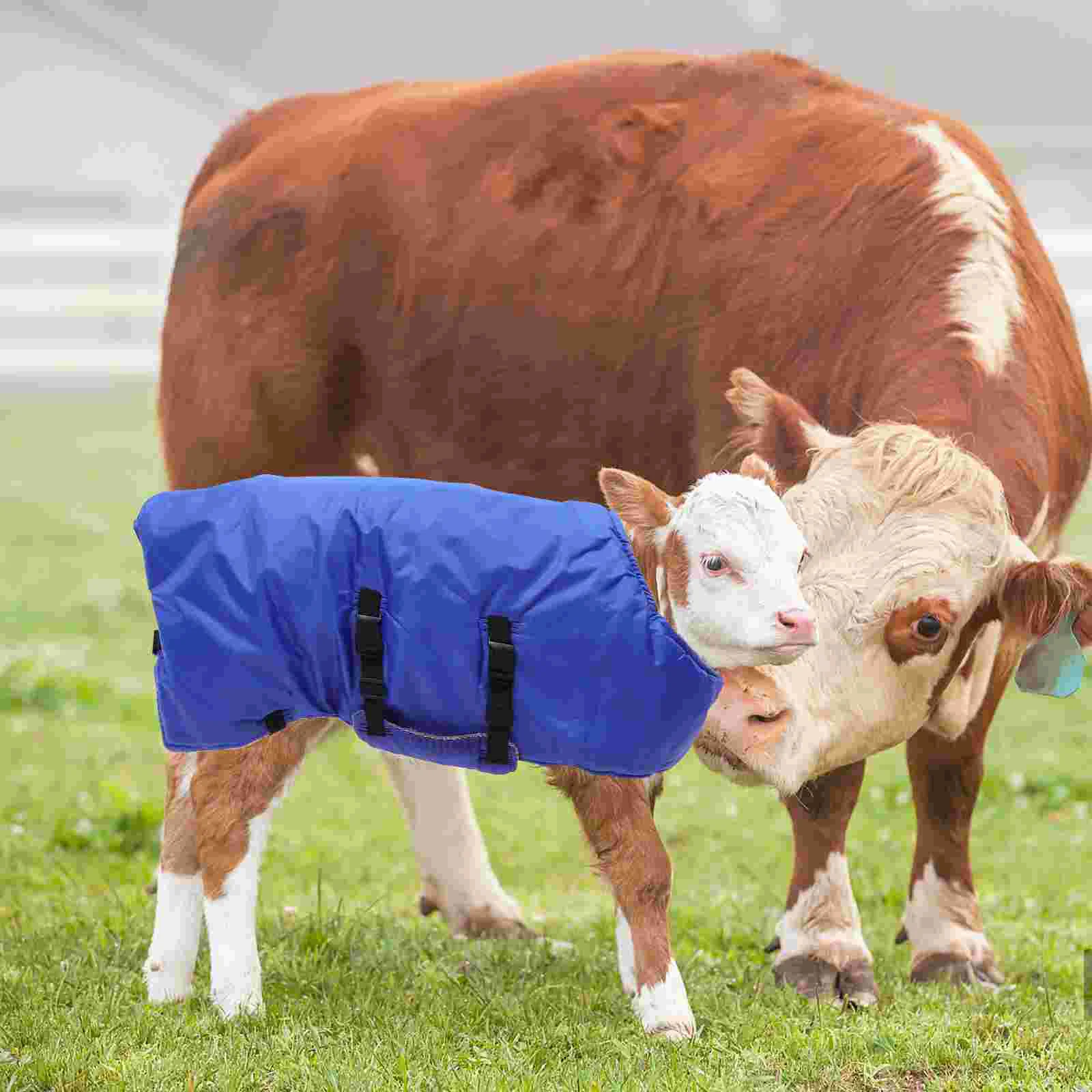 Calf rompi pakaian musim dingin bulu domba Sherpa mantel selimut domba utama untuk pertunjukan bulu domba sutra biru peternakan