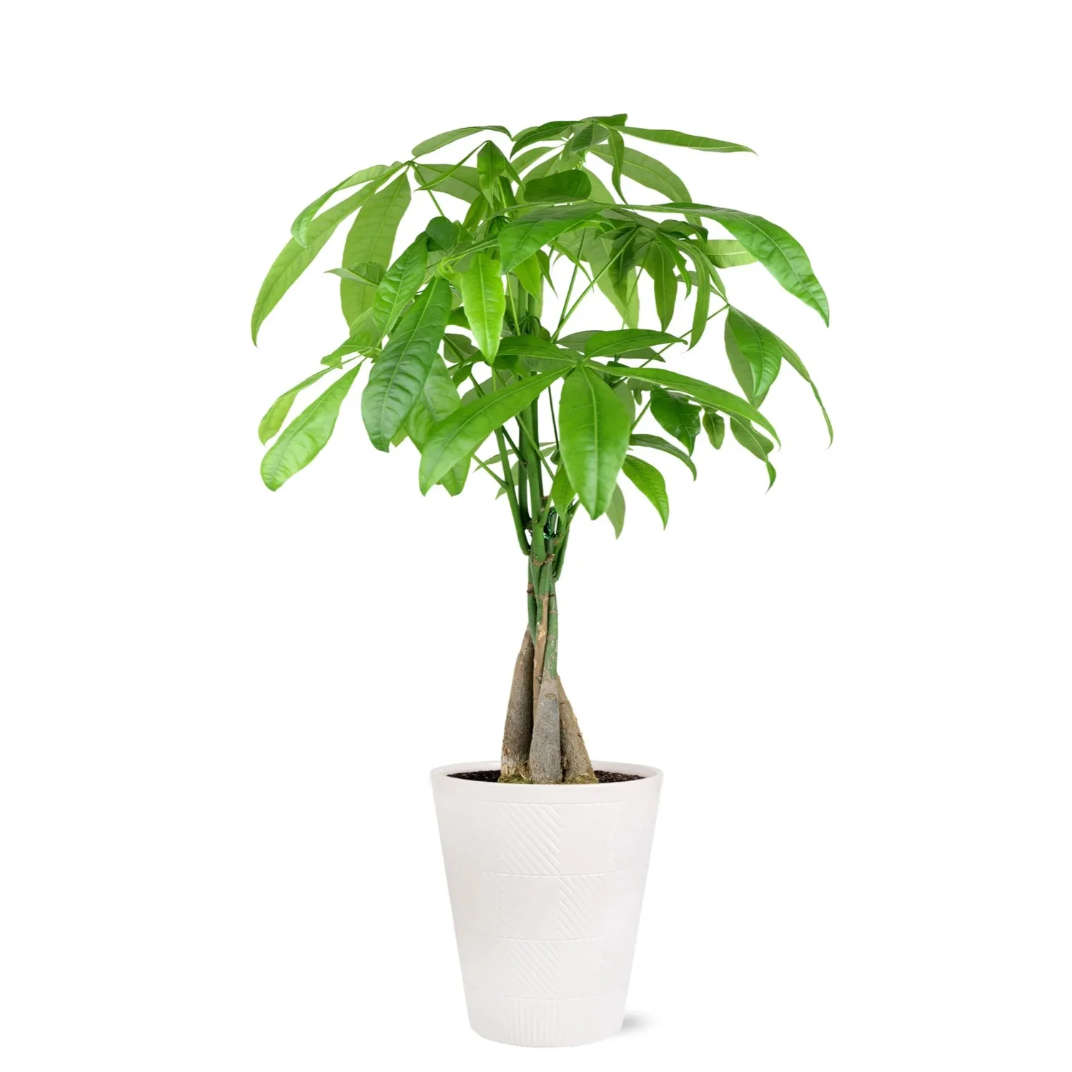 

14" Tall Money Tree Live Plant, 5" Decorative Fiber Ceramic Pot, Indoor Plant