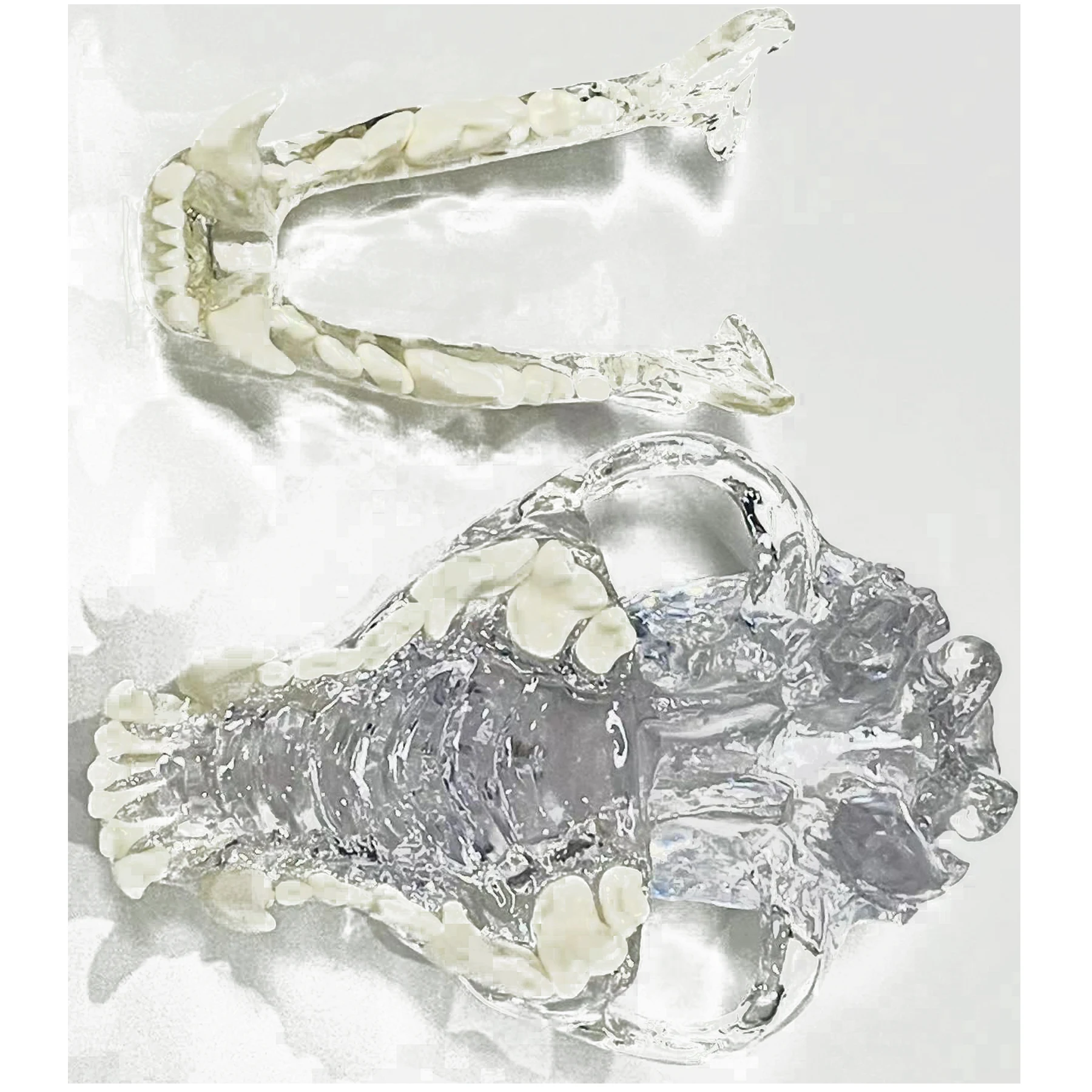 Transparent Dog Skull Teeth Anatomical Model Dental Animals Oral Jaw for Education Canine Dental Veterinary Decoration Demo