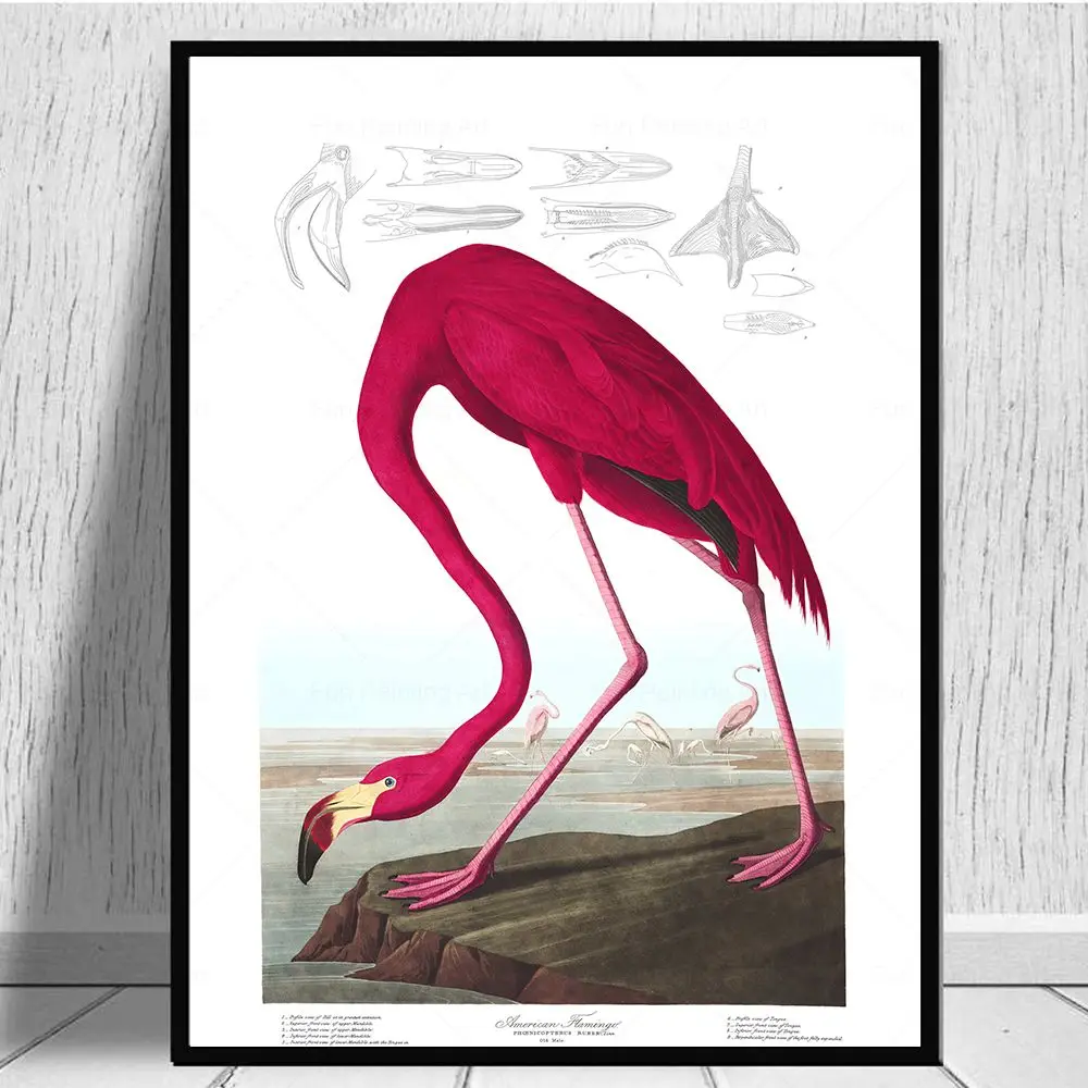 Vintage Bird Print Audubon Bird Posters Pink Flamingo Pelican Blue Heron White Egret Wall Art Canvas Painting Living Room Decor
