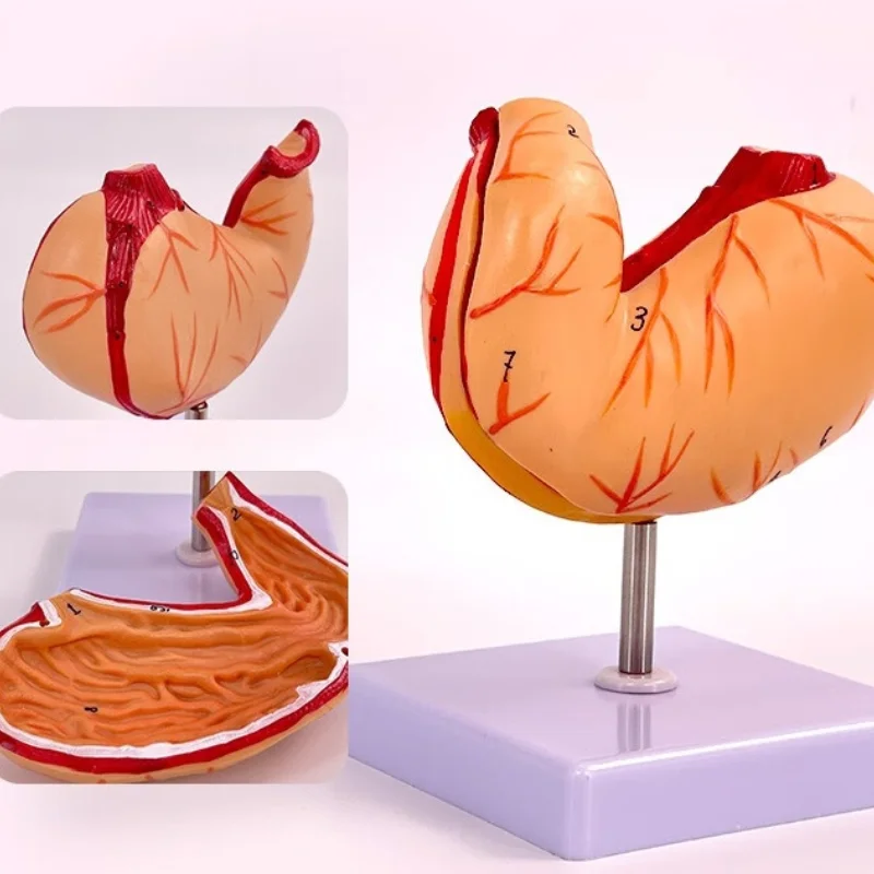 

High quality natural anatomical model of large stomach