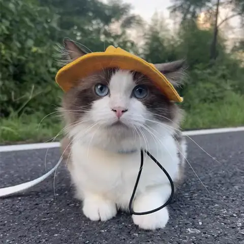 6 best sales पीले कुत्ते के कान - №5