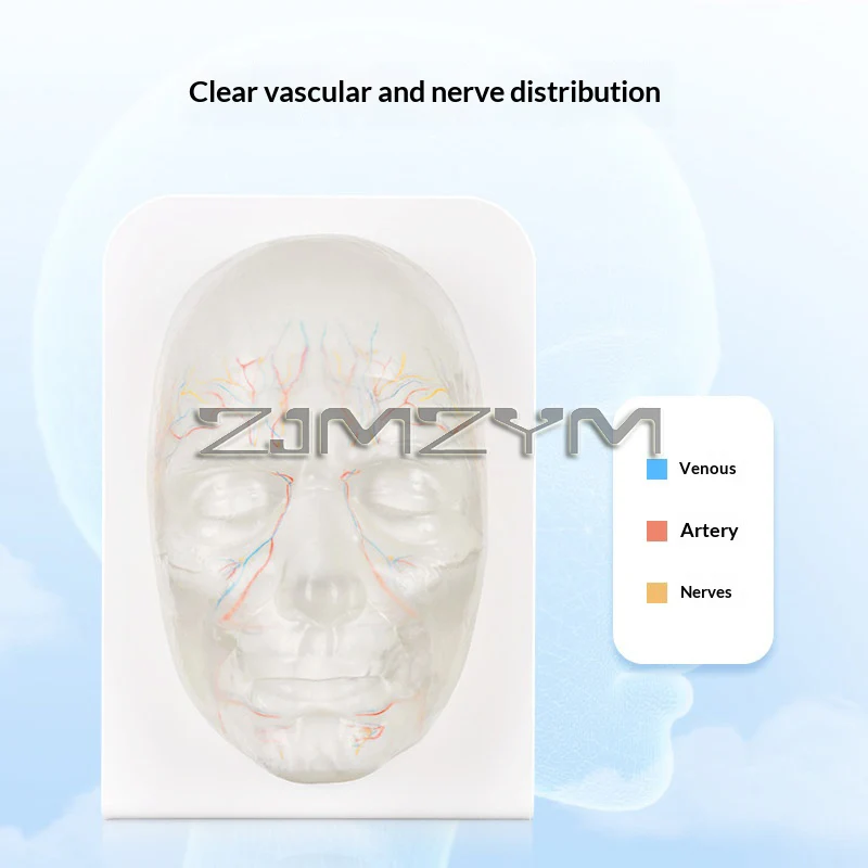 Transparent Facial Injection Training Model with Vessels & Nerves Anatomical Mannequin Face Filler Injection Mannequin