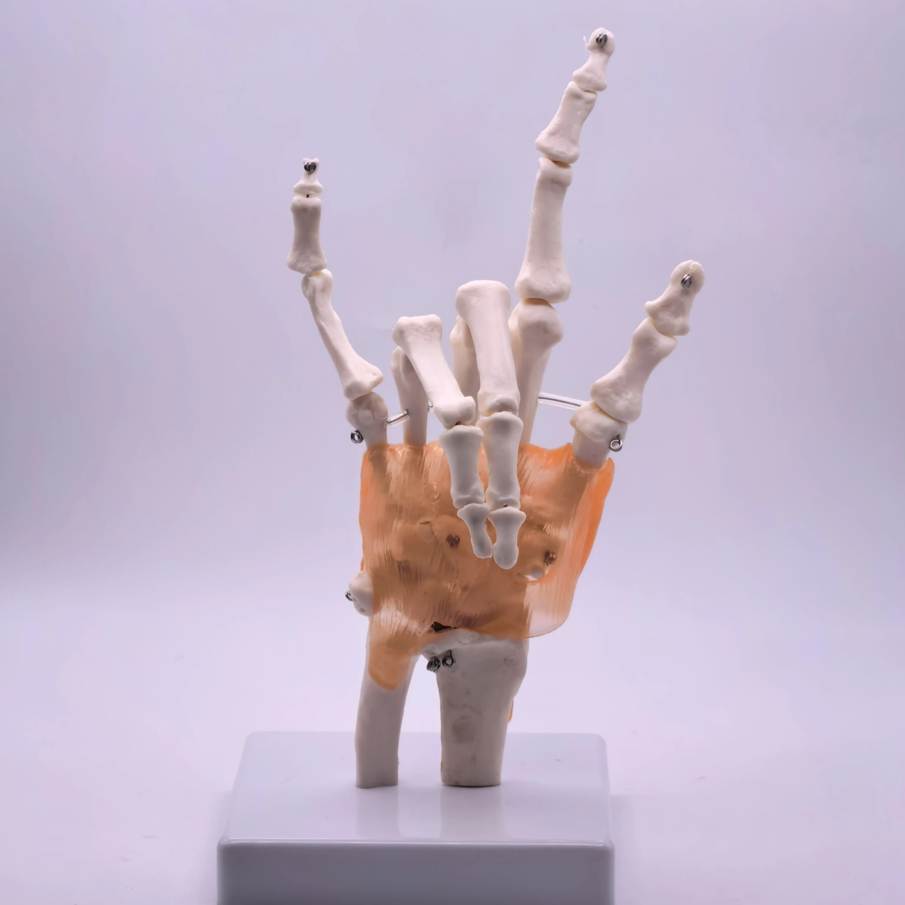 PVC Life Size Hand Joint with Ligaments Anatomical Medical Model Skeleton Anatomy Display Teaching School