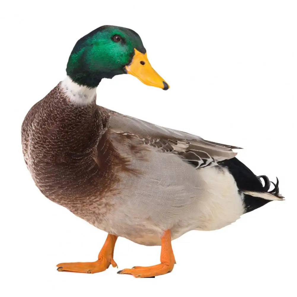 Great Outdoor Yard Acrylic Duck Ornament Shock-proof Duck Decor Duck Decor Garden Statue Chicken for Garden