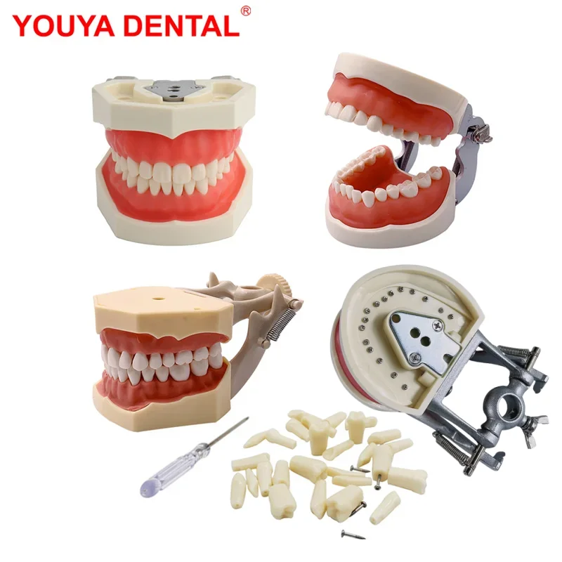 Dental Model Teeth Practice Teeth Model For Dental Technician Training Studyting Typodont Model Jaw  Dentistry Teaching Products