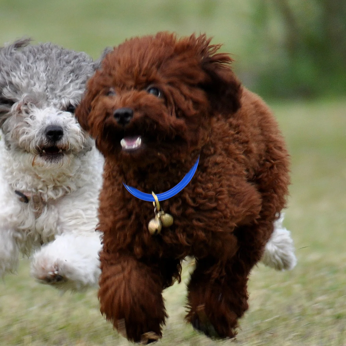 

LED Dog Collar USB Rechargeable Flashing Light Pet Collar Adjustable 7 Colors Night Safety Tracking Small Medium Large Dogs 35cm