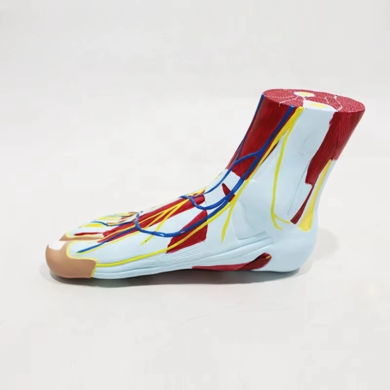 

Nurse Training Anatomical Model Pvc Material Foot Model Human Muscle Foot Model