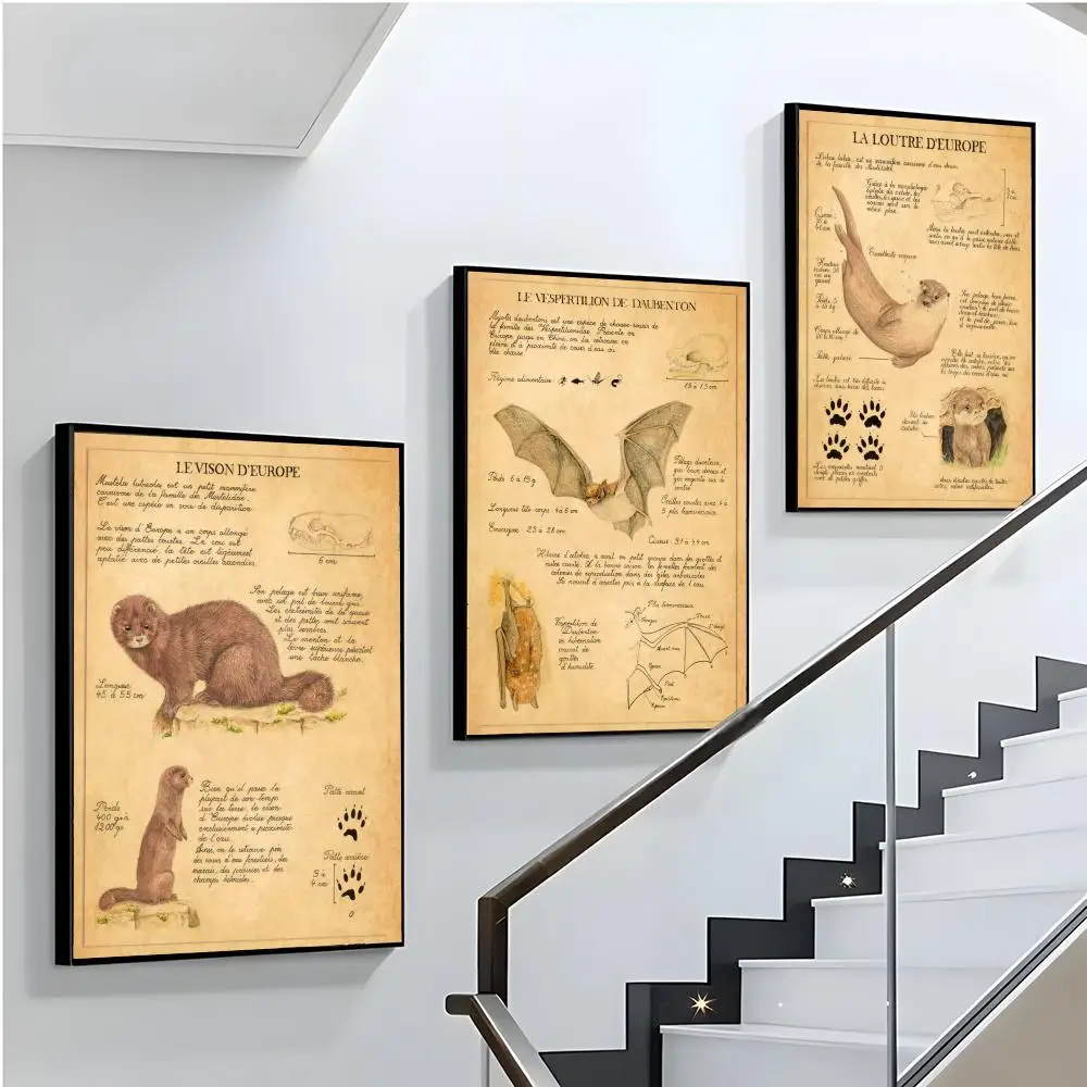 Bat Turtle Deer Wildlife Anatomy Laboratory Poster retro art restaurant bar decoration view 3