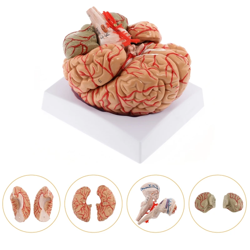 

Human Brain Model, Anatomically Accurate Brain Model 8-Part Human Brain Anatomy for Science Classroom Study Display