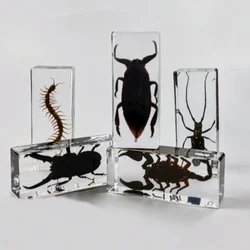 Large Scorpion Specimen Taxidermy Resin Bug Spiders Tarantula Bug Beetle Insect Specimen Centipede Epoxy Resin Craft Desk Decor