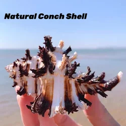 1pc Aquarium Conch Shell Thousand Hand Conch, Conch Gift Fish Tank Landscaping Aquarium Decoration