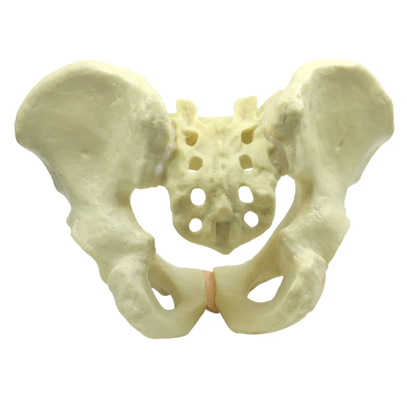

Life Size Female Pelvis Model Female Anatomy Model Medical Teaching Model