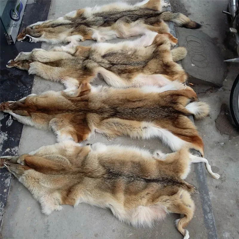 Real Genuine Soft Coyote Fur Pelt Natural Coyote Hide Skin For Hat Shawl Fur Coats