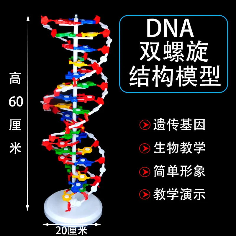 2026 Factory Direct Sales  High School DNA Double Helix Model Molecular Structure Model 60cm
