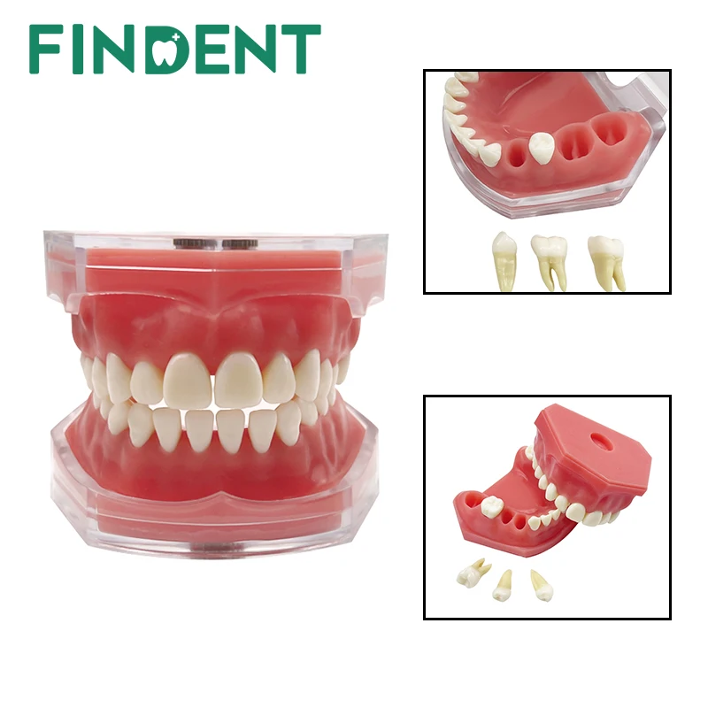 1Pcs Standard 28-Tooth Tooth Model Full Mouth Teeth Removable Soft Gum Practice Model For Medical Students Practical Training