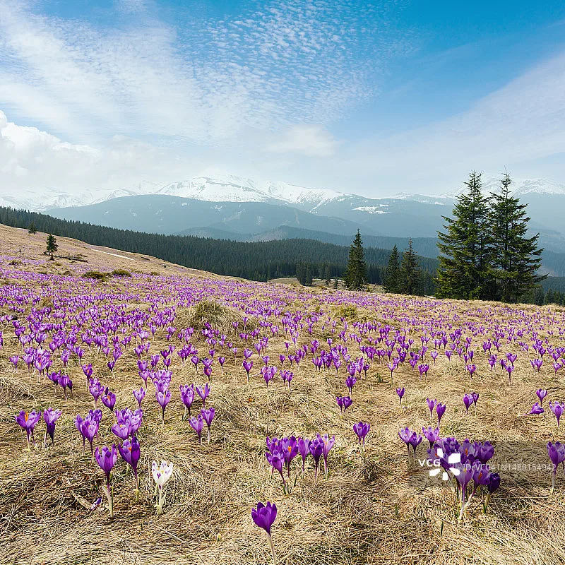 HolyBro PM07 Power Management Module - 5V UBEC, 2-12S LiPo Output for Pixhawk 4 PX4 Flight Controller FPV Racing Drone