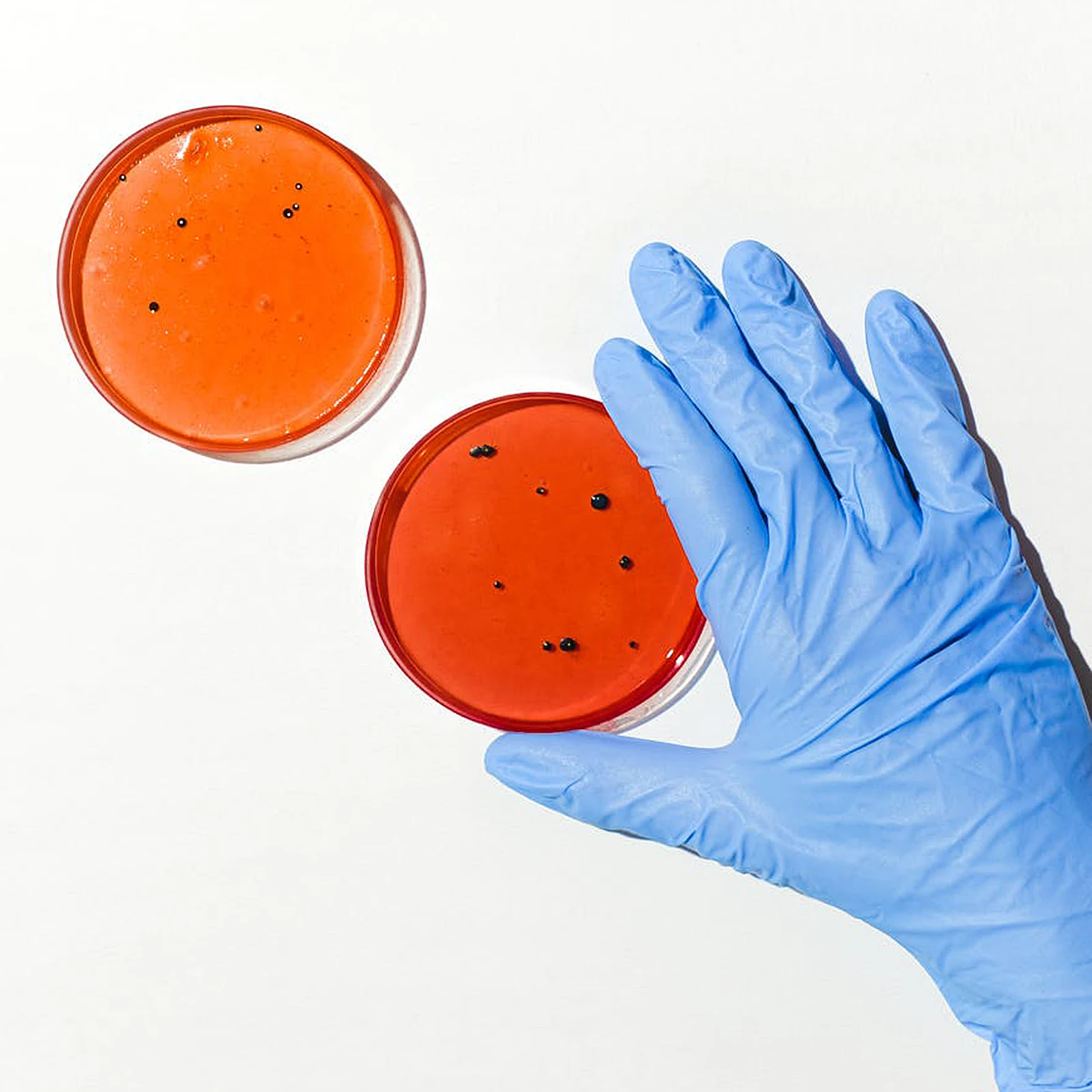 

30 Pcs Cell Culture Dish Petri Dishes for Science Projects Plastic with Lids Clear Plates